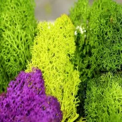 Flash Sale 👍 Super Moss 21669 Reindeer Moss Preserved, Chartreuse, 8oz (200 cubic inch) 😉 -Deals Adult Christmas Crafts Store super moss 21669 reindeer moss preserved chartreuse 8oz 200 cubic inch14244891 a03NOWA